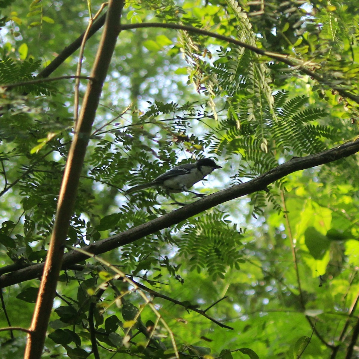 Asian Tit - ML644450302