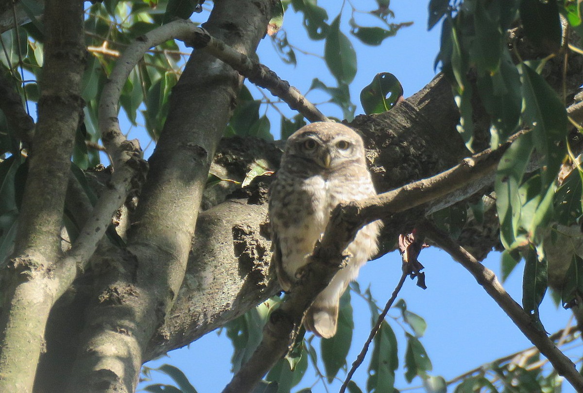 Spotted Owlet - ML644450305