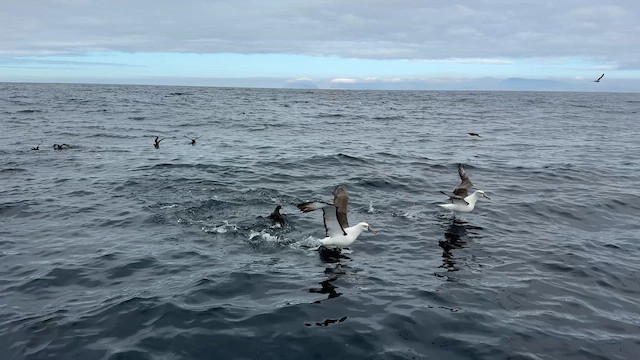 svartflekkalbatross (cauta) - ML644450309