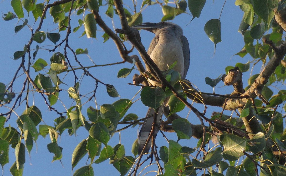 Indian Gray Hornbill - ML644450310