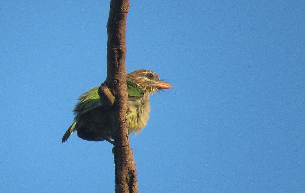 White-cheeked Barbet - ML644450313