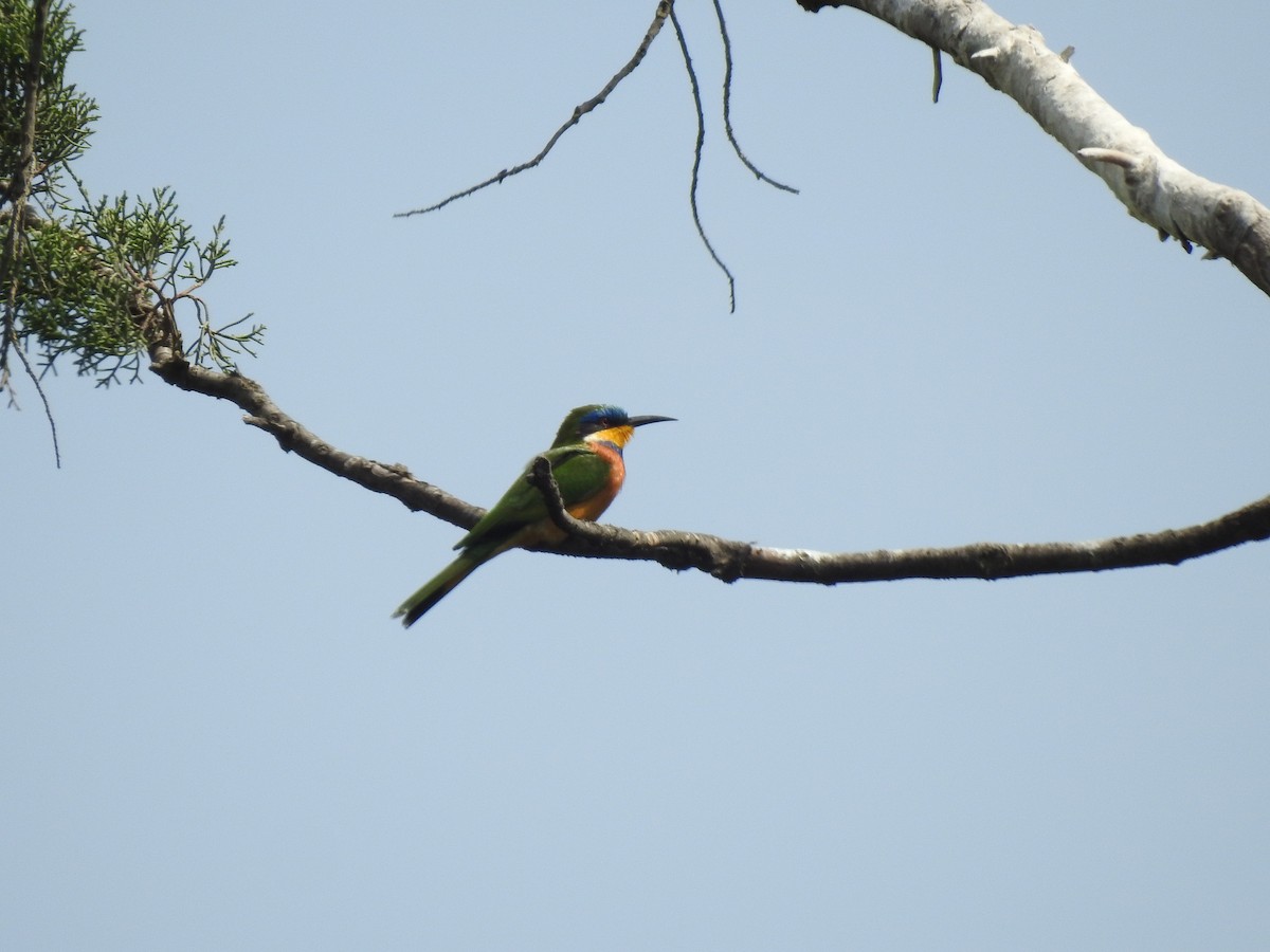 Ethiopian Bee-eater - ML644450314