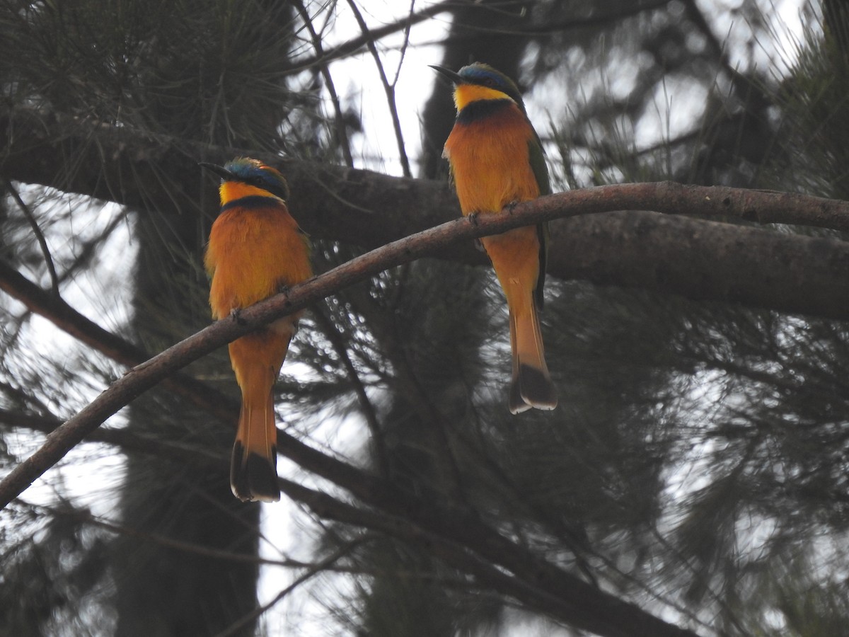 Ethiopian Bee-eater - ML644450315