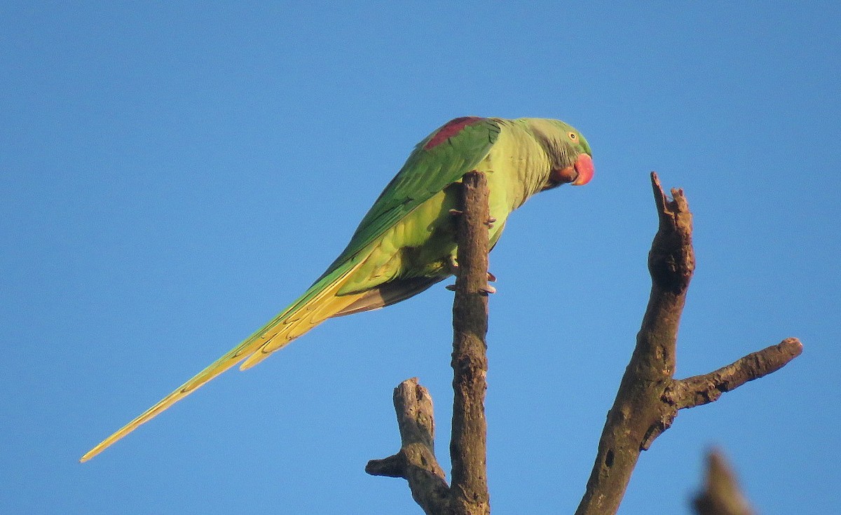 Alexandrine Parakeet - ML644450317