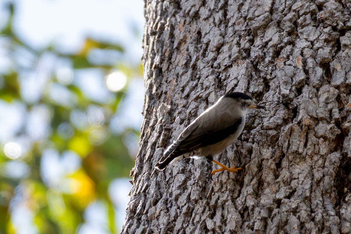 Varied Sittella - ML644450318