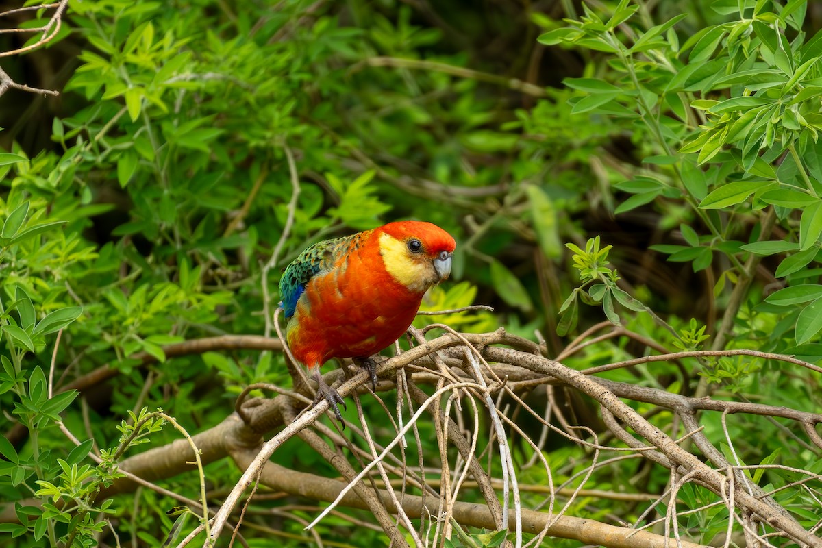 Western Rosella - ML644450327