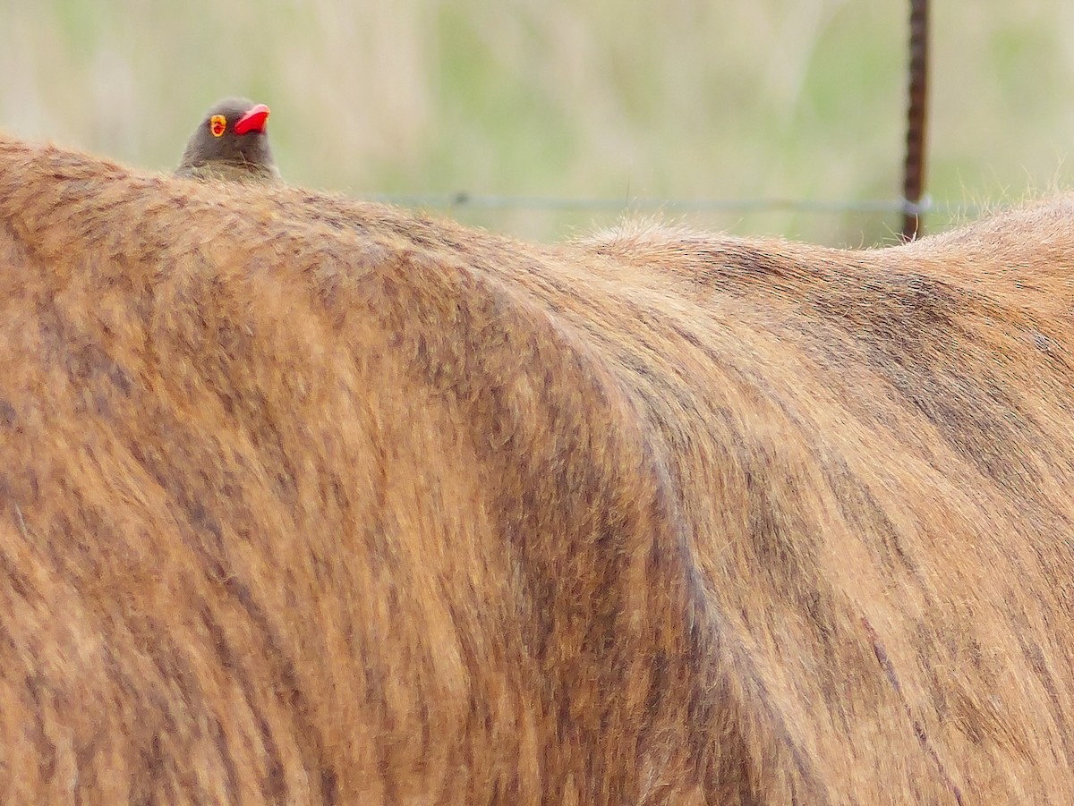 Red-billed Oxpecker - ML644450330