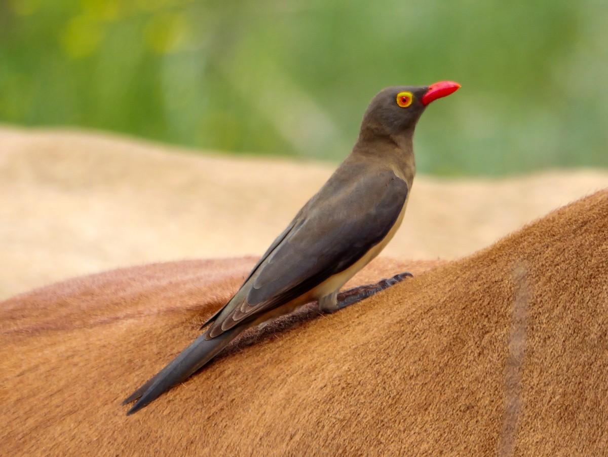 Red-billed Oxpecker - ML644450331