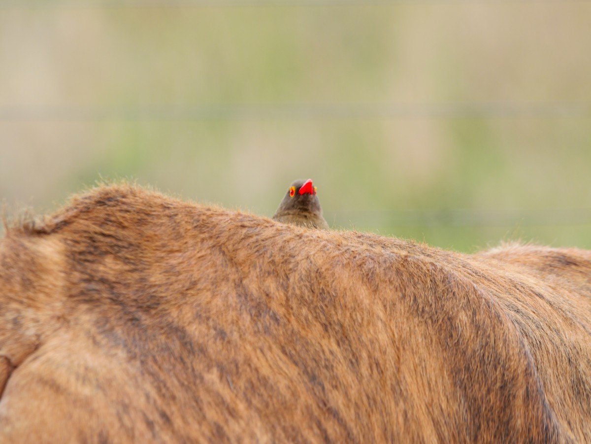 Red-billed Oxpecker - ML644450332