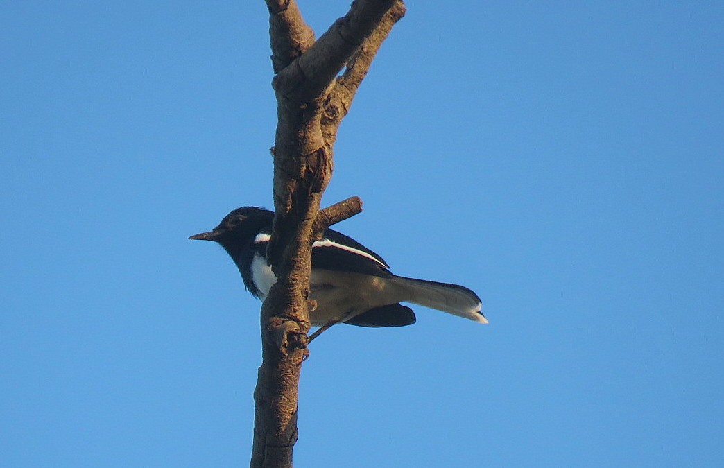 Oriental Magpie-Robin - ML644450333