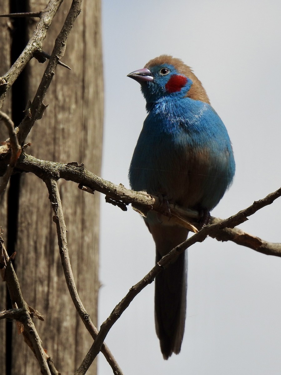 Red-cheeked Cordonbleu - ML644450334