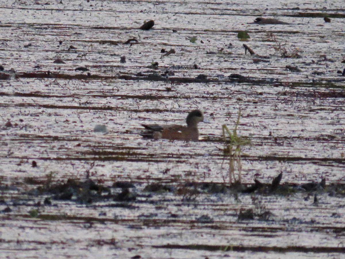 American Wigeon - ML644450336