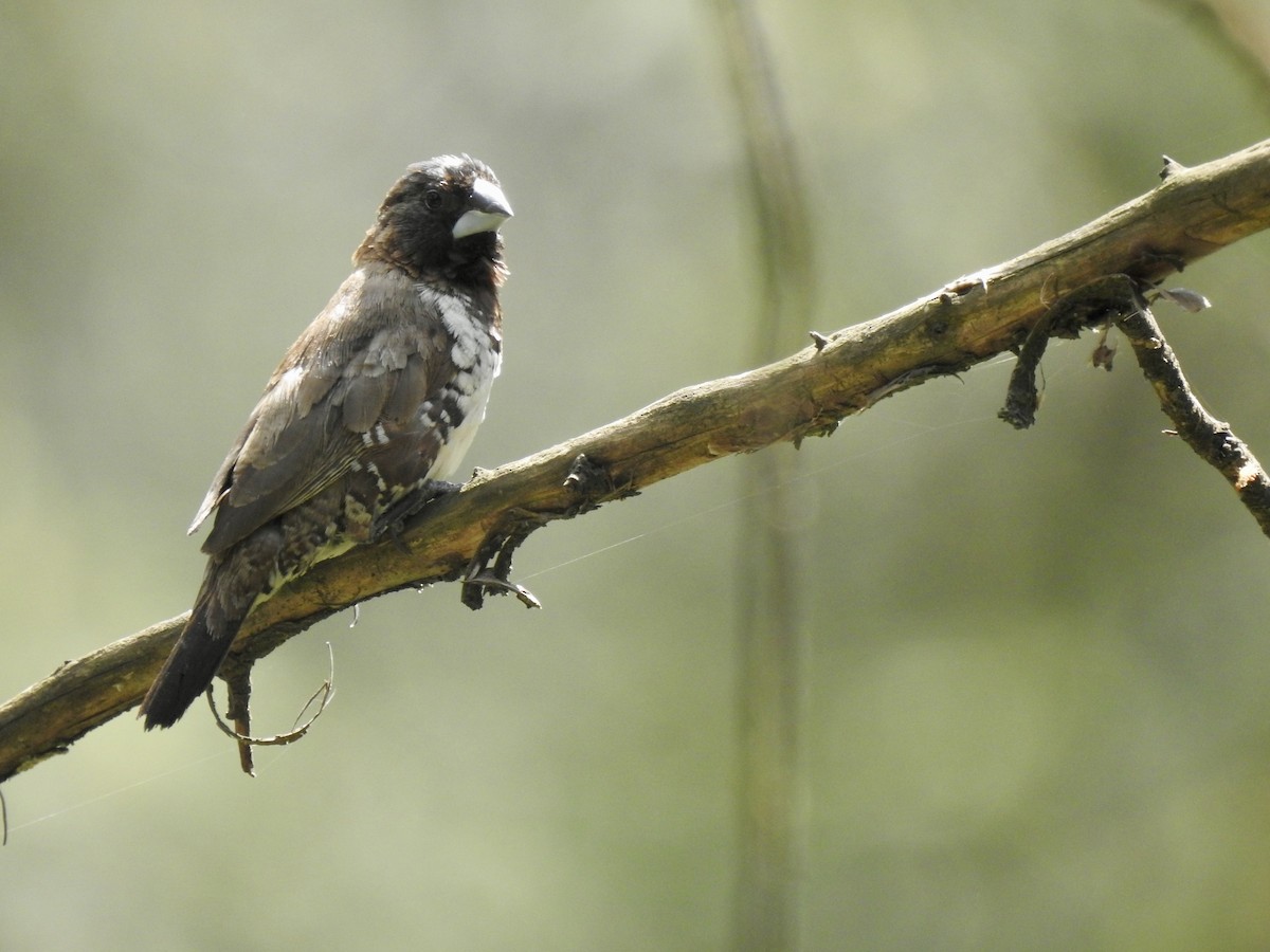 Bronze Mannikin - ML644450337