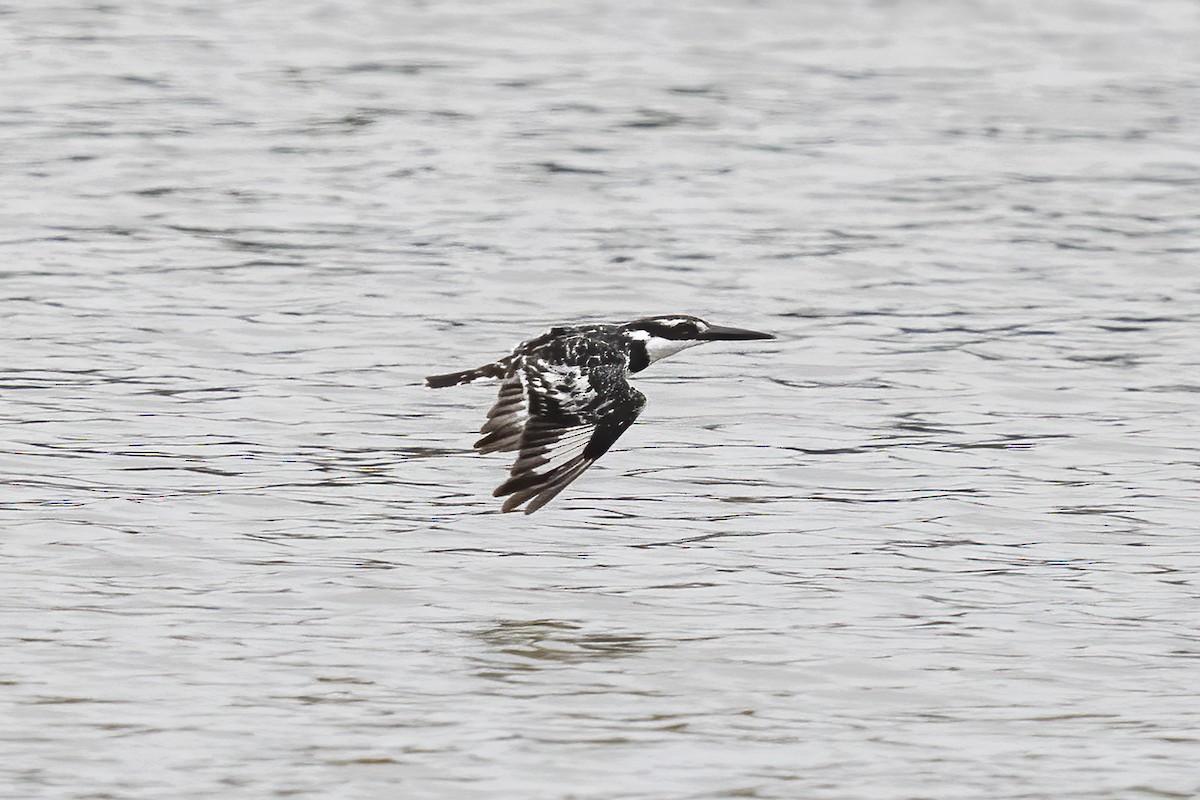 Martin-pêcheur pie - ML644450338
