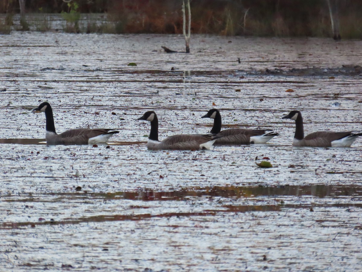 Branta kanadar handia - ML644450339