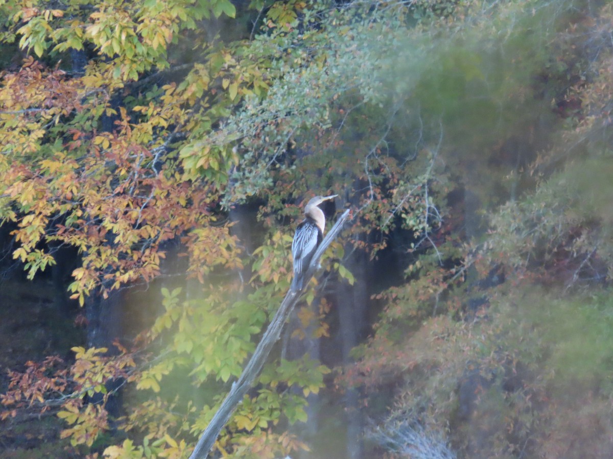 Anhinga - ML644450344