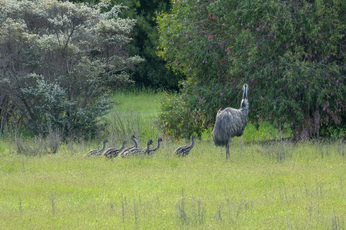 Émeu d'Australie - ML644450345
