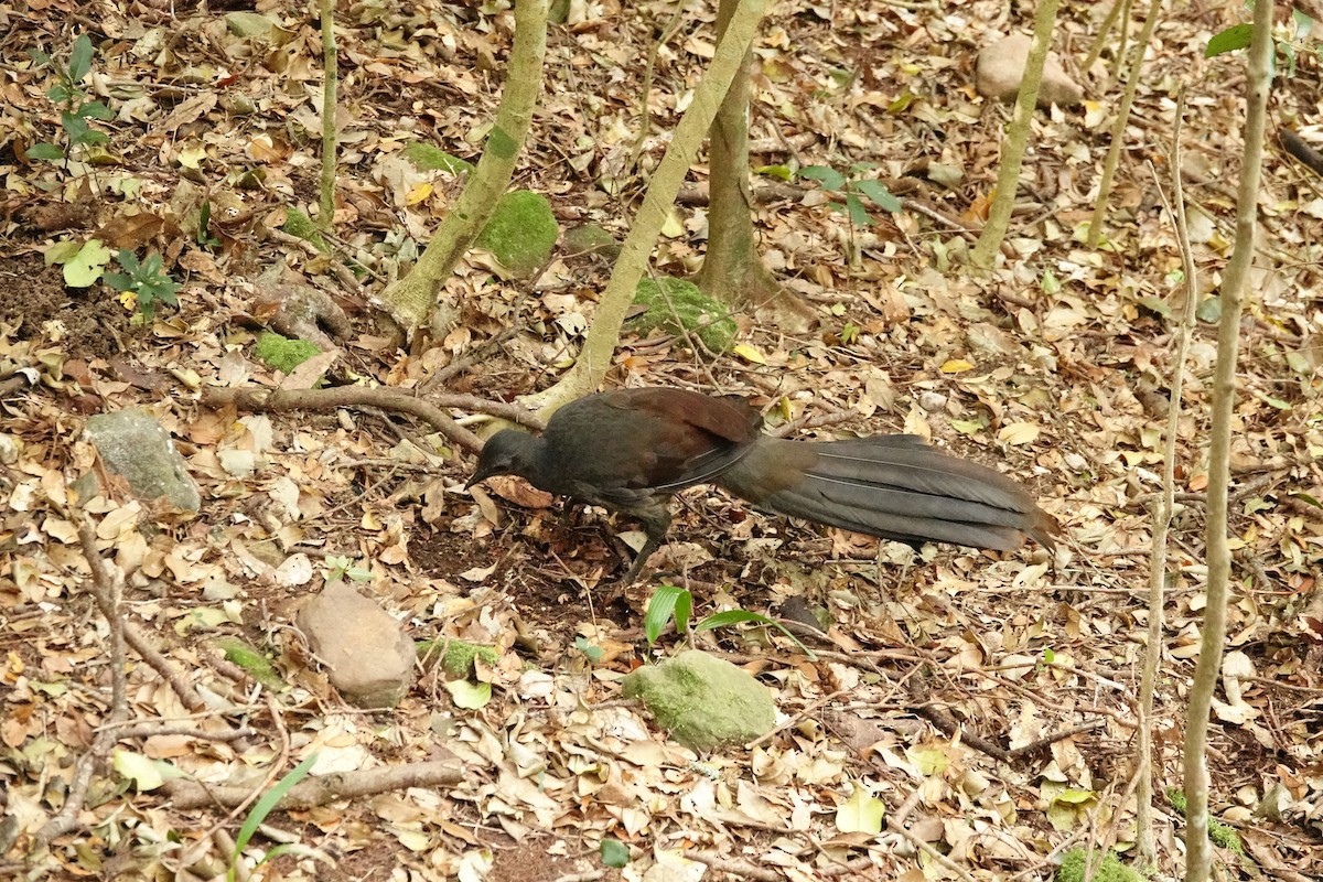 lyrochvost nádherný - ML644450347