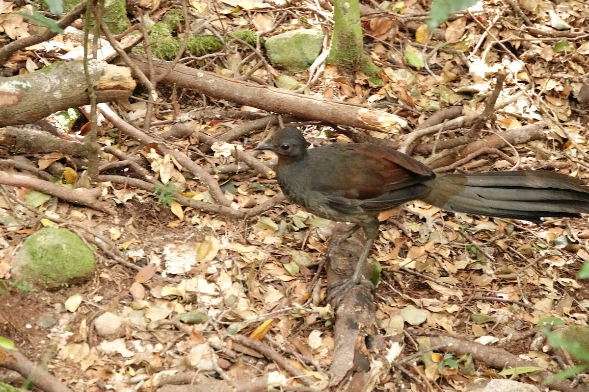 lyrochvost nádherný - ML644450348