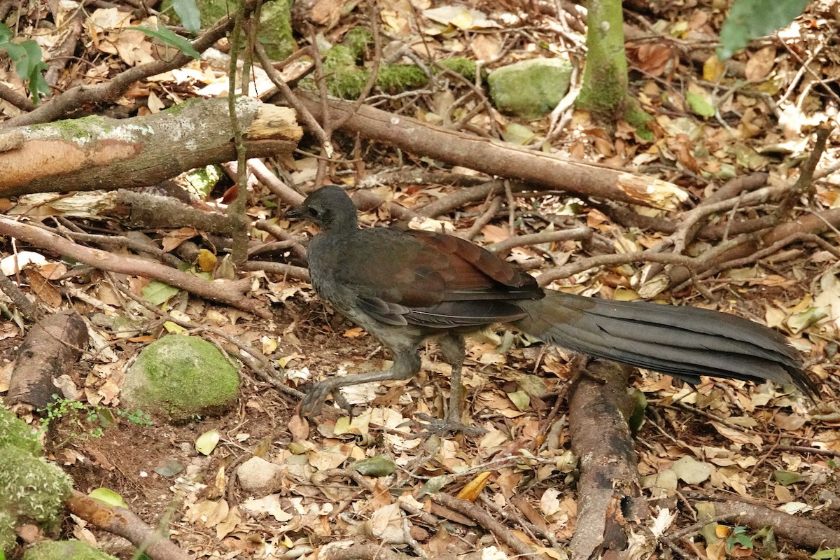 lyrochvost nádherný - ML644450349