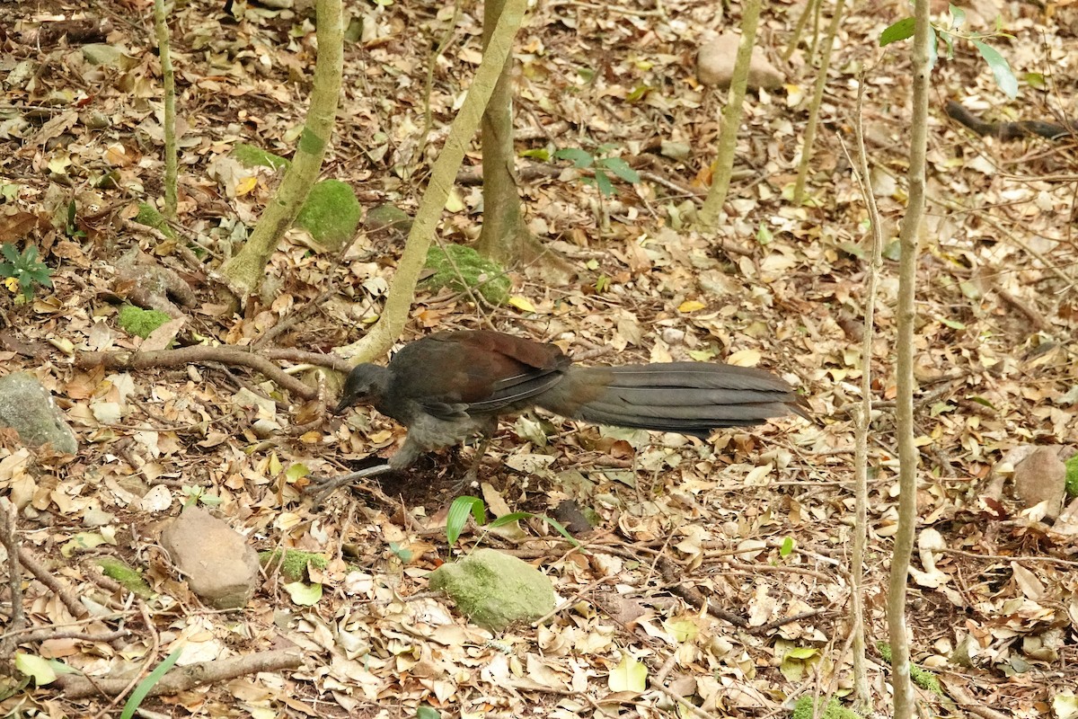 lyrochvost nádherný - ML644450350