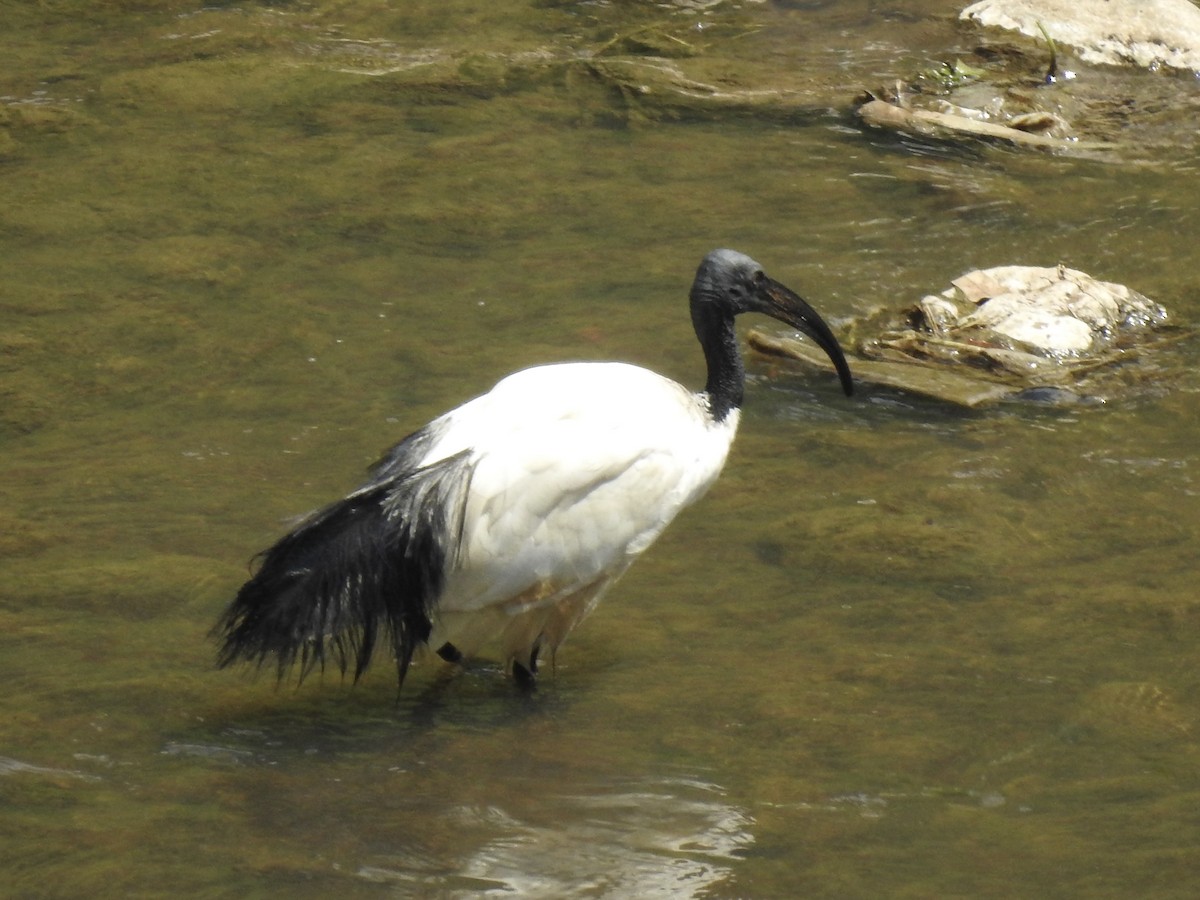 African Sacred Ibis - ML644450351