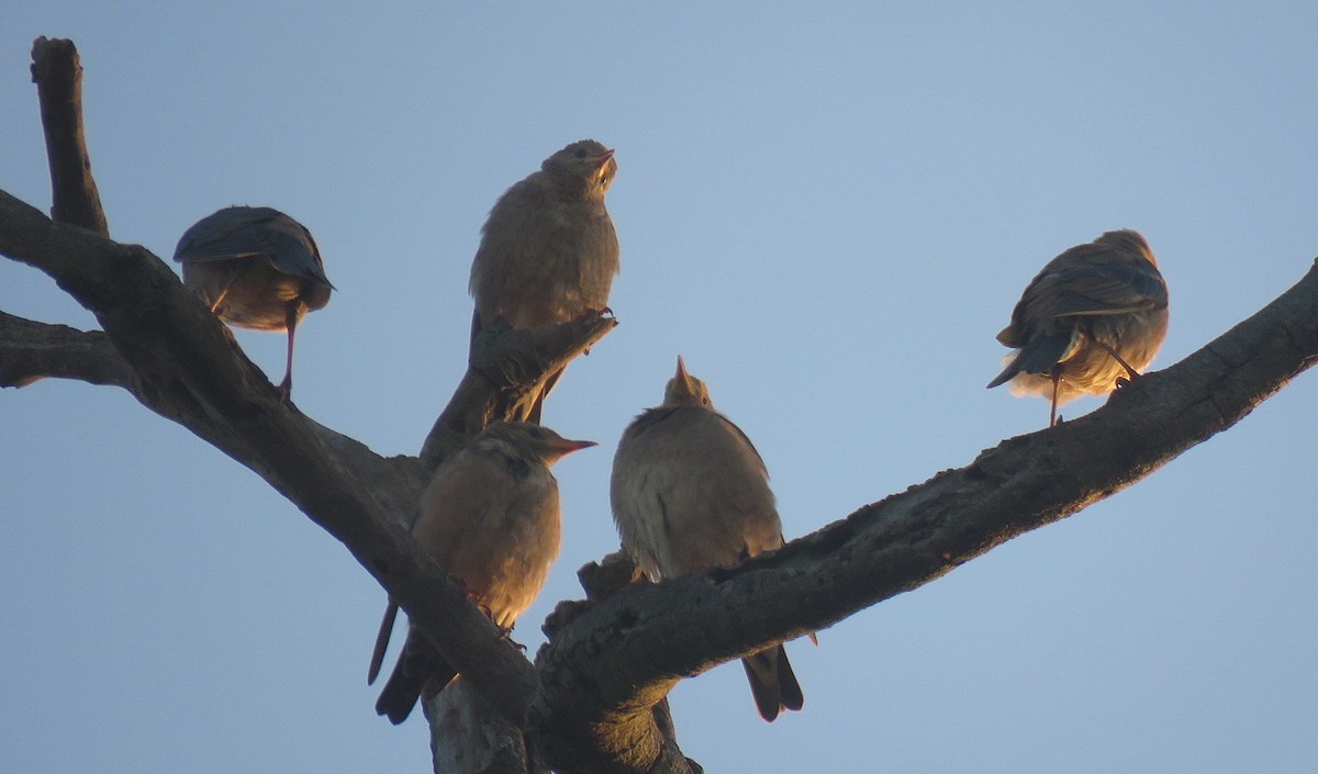 Rosy Starling - ML644450363