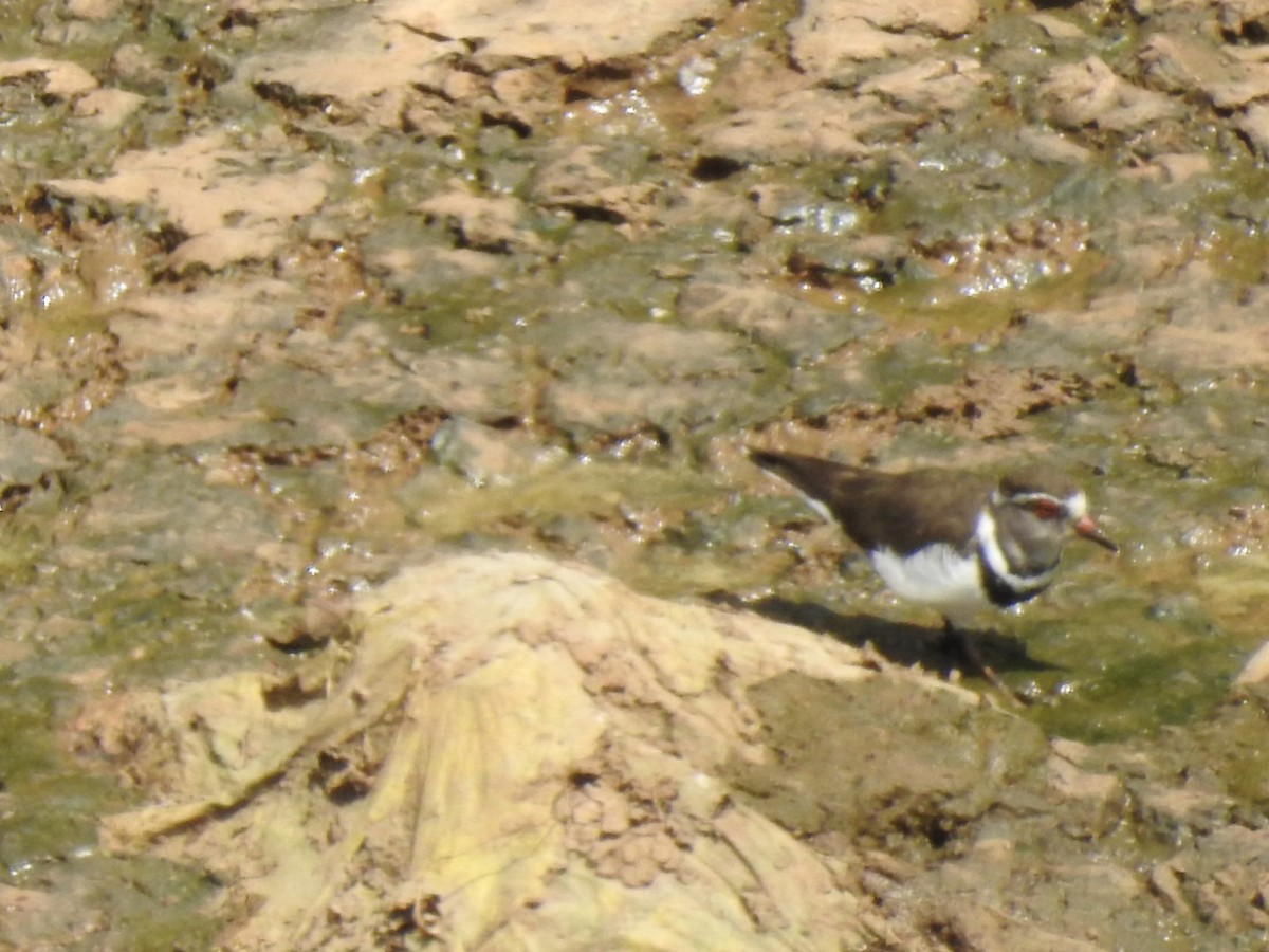 Three-banded Plover - ML644450371