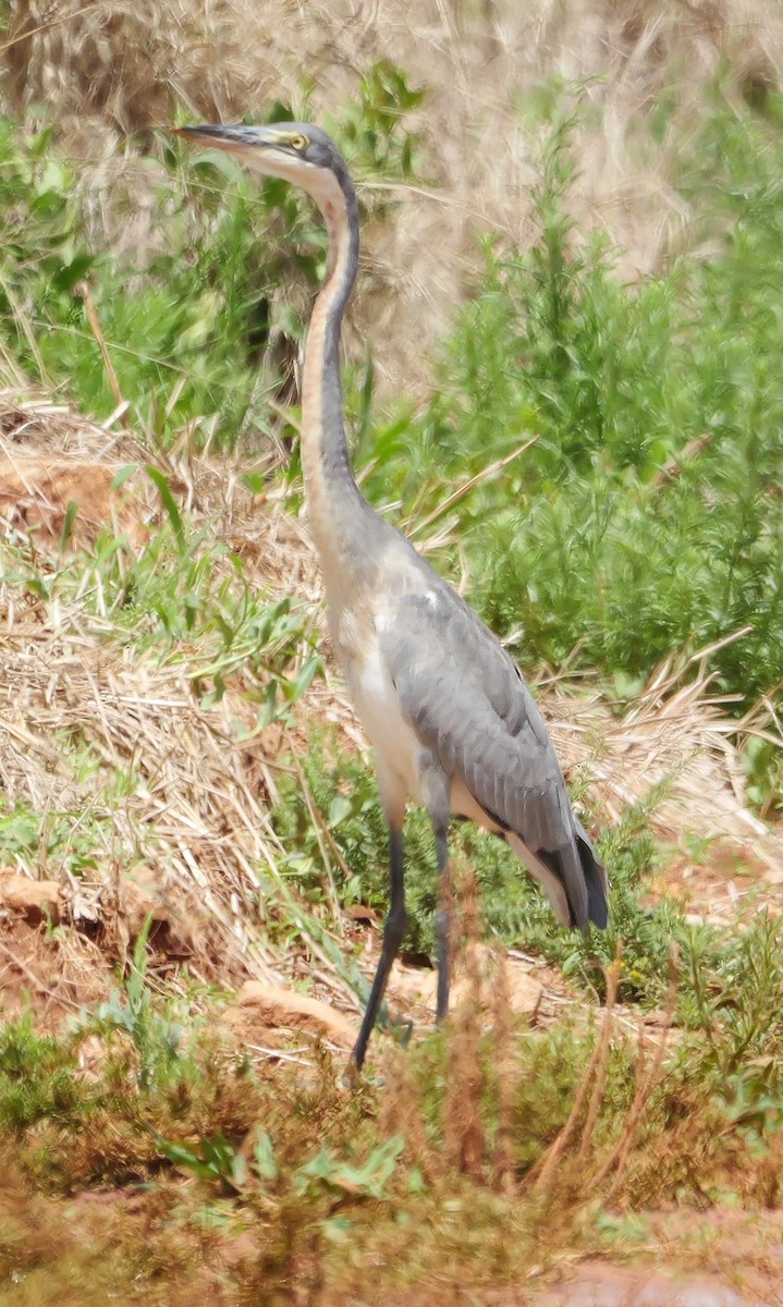 Black-headed Heron - ML644450377
