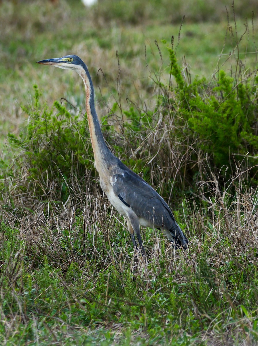 Black-headed Heron - ML644450378