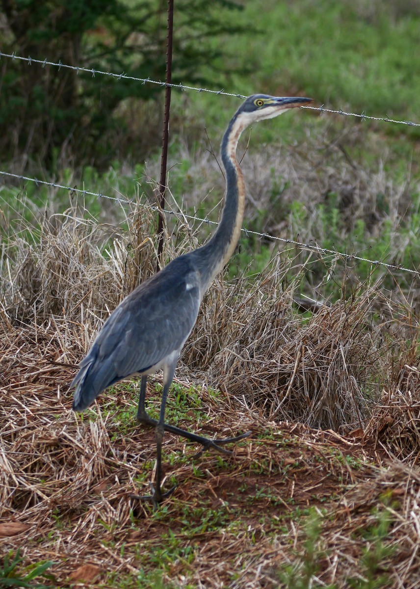 Black-headed Heron - ML644450379