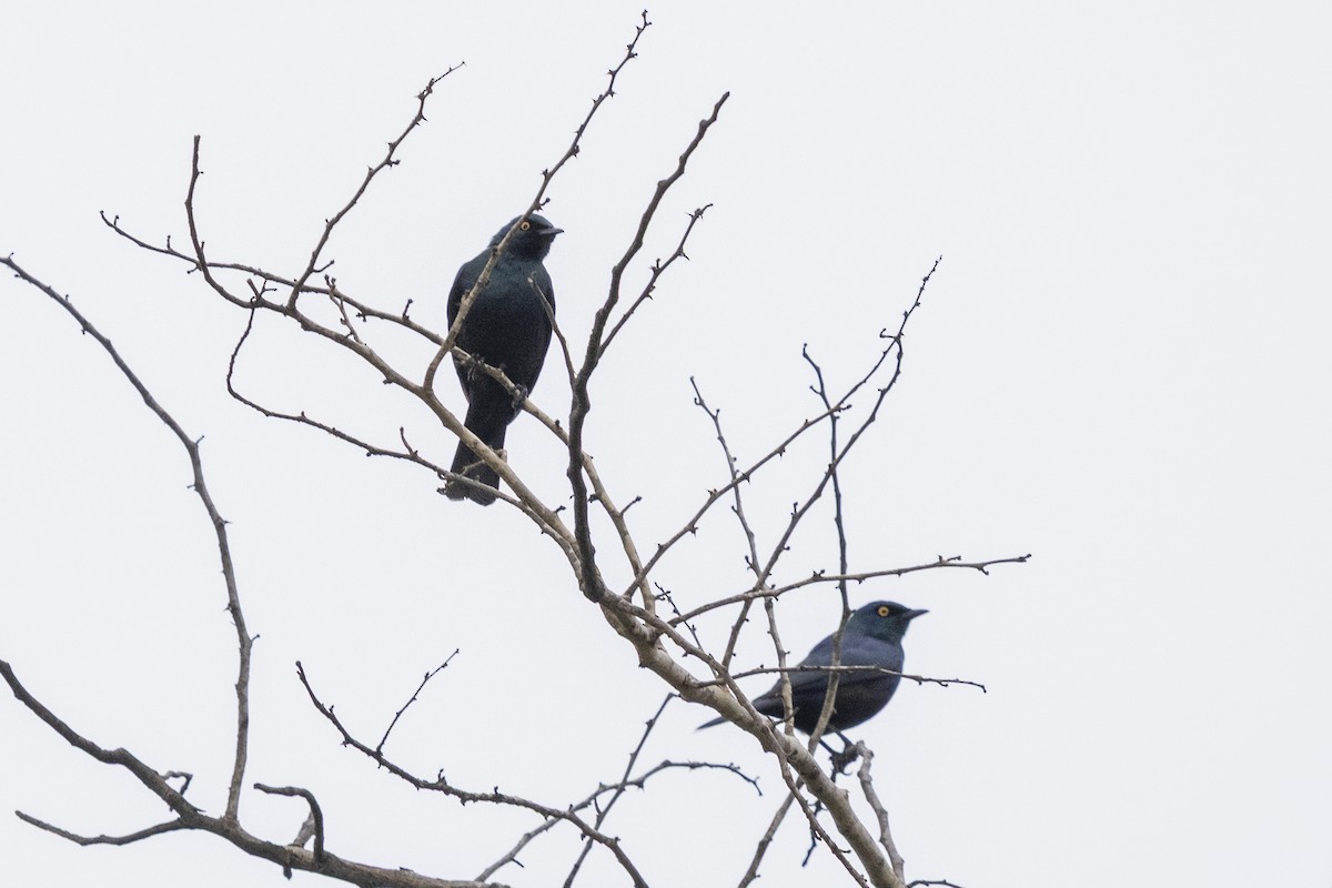 Black-bellied Starling - ML644450388