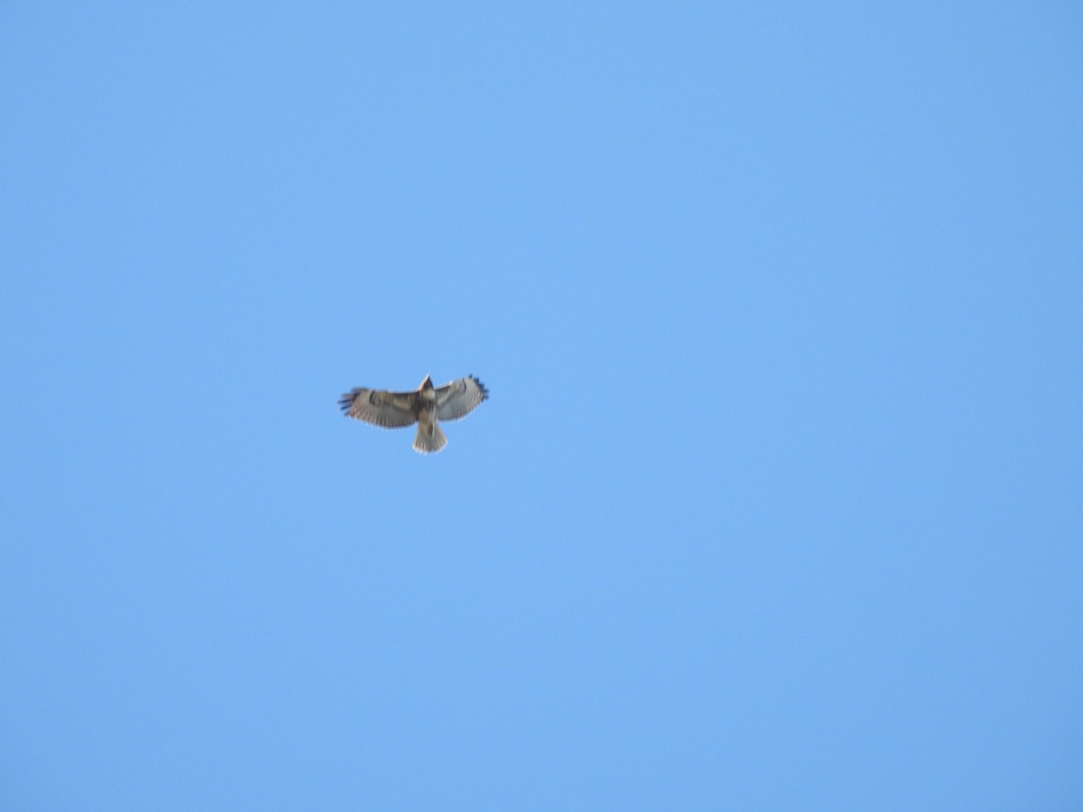 Red-tailed Hawk - ML644450389