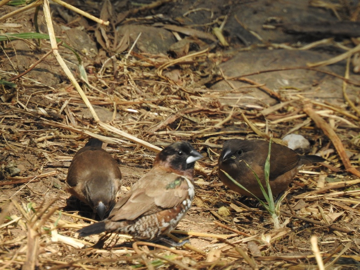 Bronze Mannikin - ML644450392