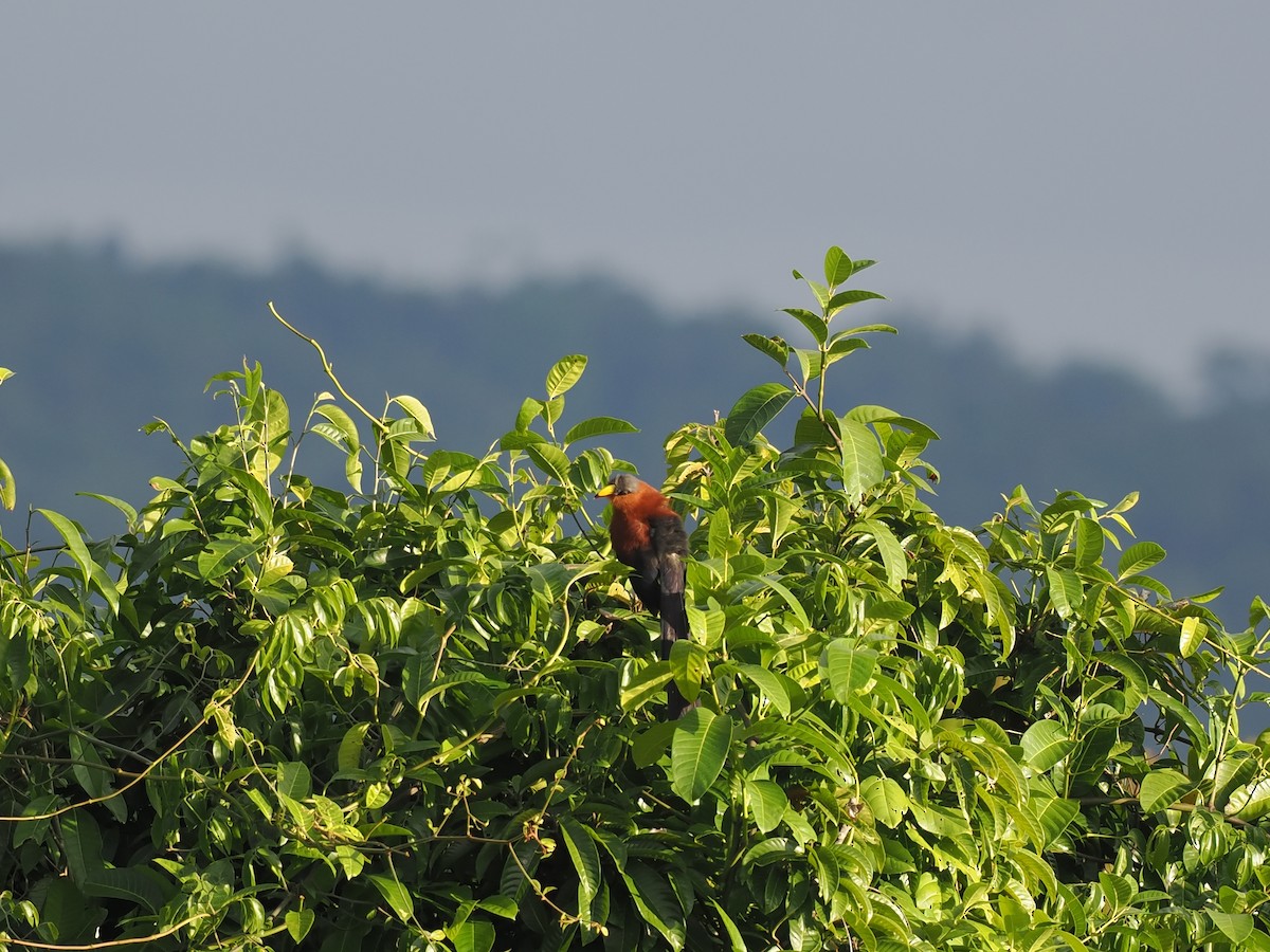 Yellow-billed Malkoha - ML644450394