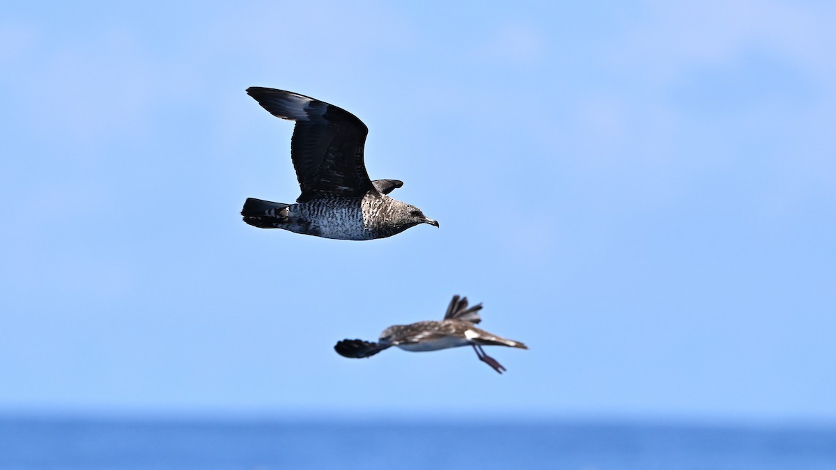 Labbe pomarin - ML644450396