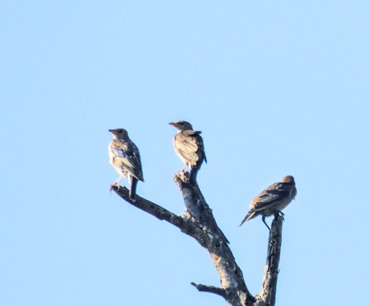 Rosy Starling - ML644450397