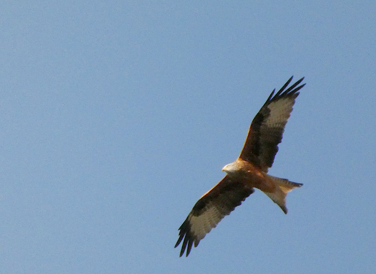 Red Kite - ML644450398