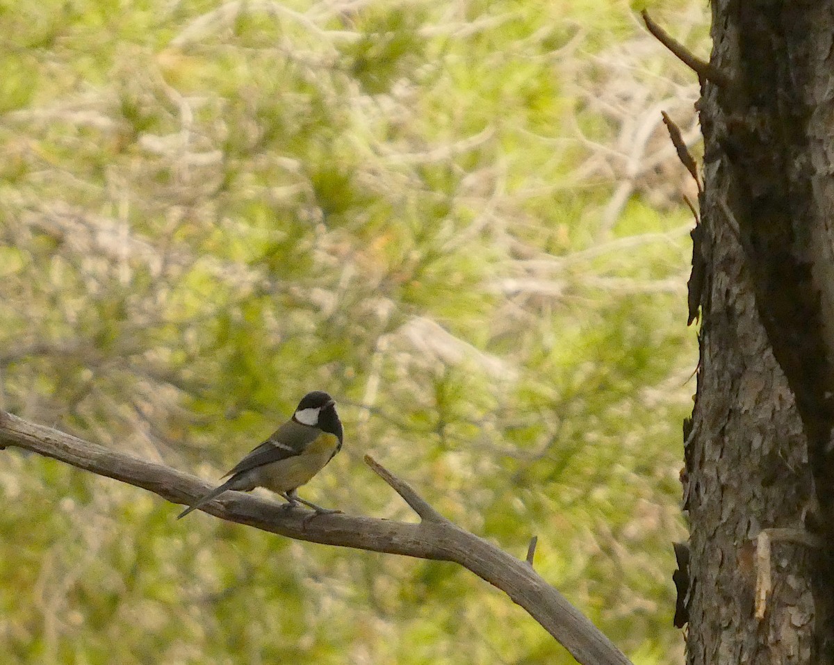 Их хөх бух - ML644450401