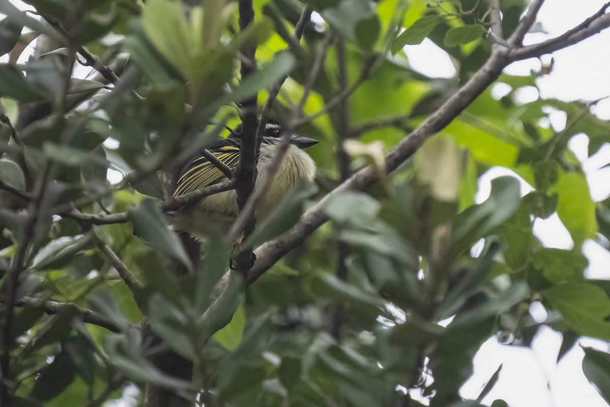 キゴシヒメゴシキドリ - ML644450403