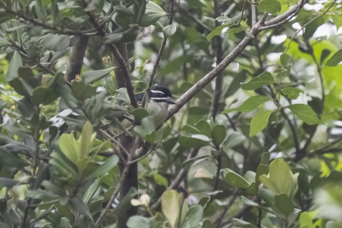 キゴシヒメゴシキドリ - ML644450404