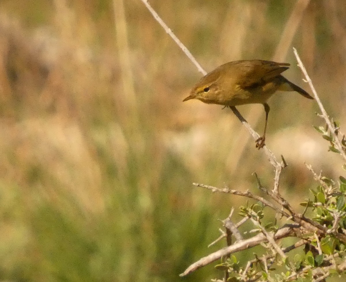 Урианхайн дууч шувуу - ML644450405