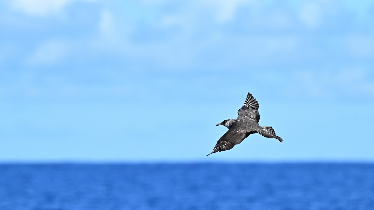 Labbe pomarin - ML644450412