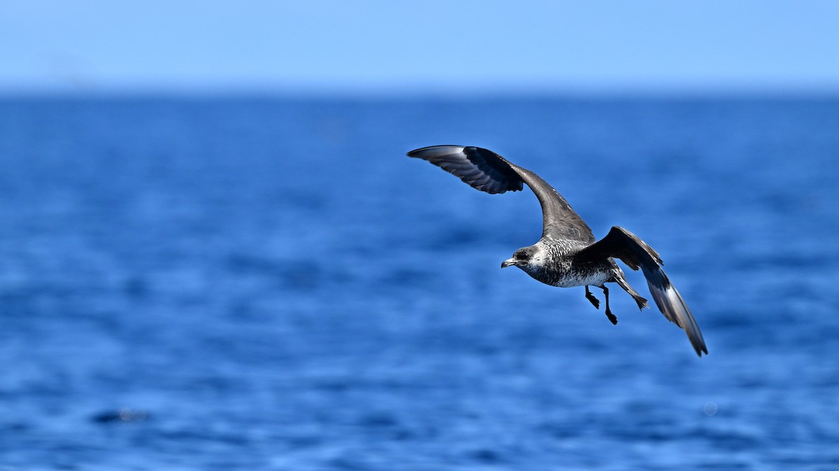 Labbe pomarin - ML644450413