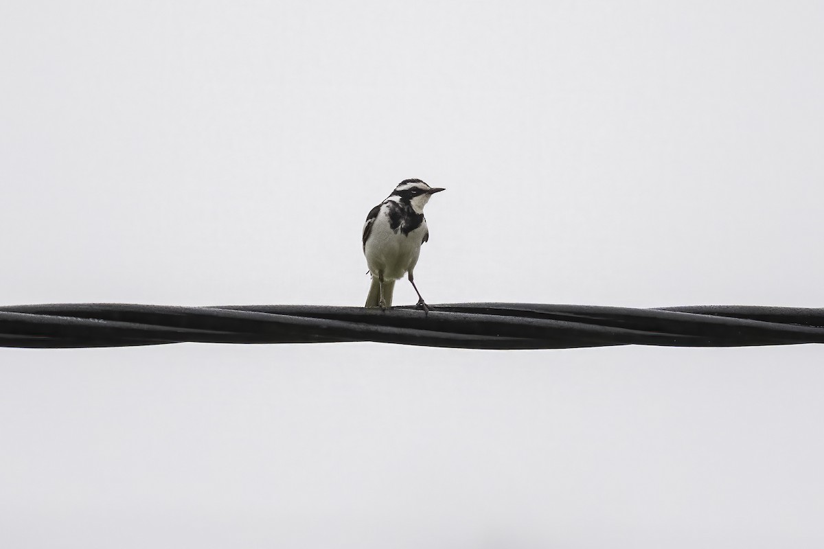 African Pied Wagtail - ML644450414