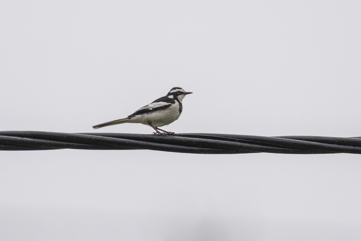 African Pied Wagtail - ML644450415