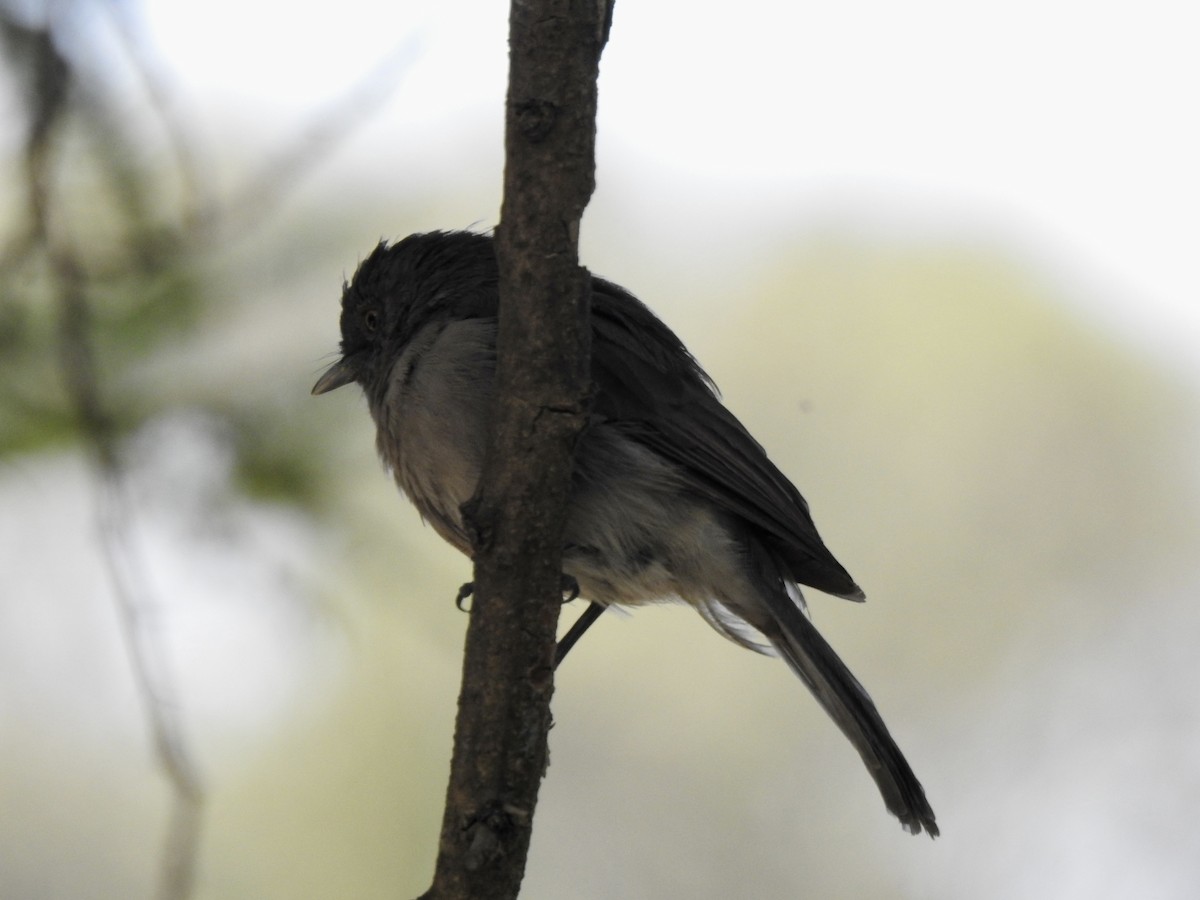 Abyssinian Slaty-Flycatcher - ML644450417