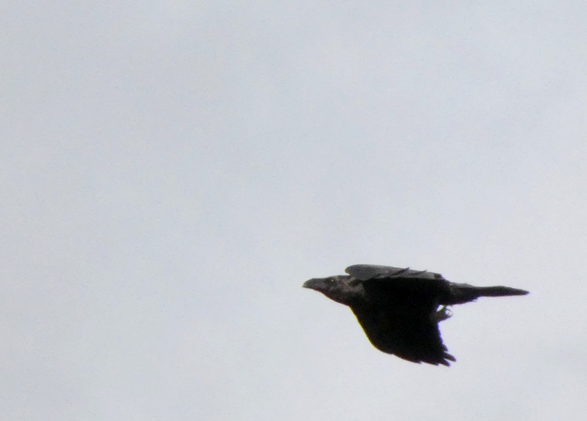 Common Raven - ML644450418
