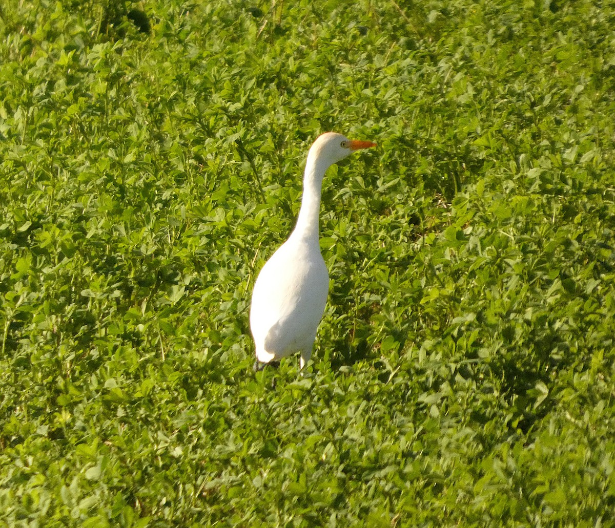 Western Cattle-Egret - ML644450420