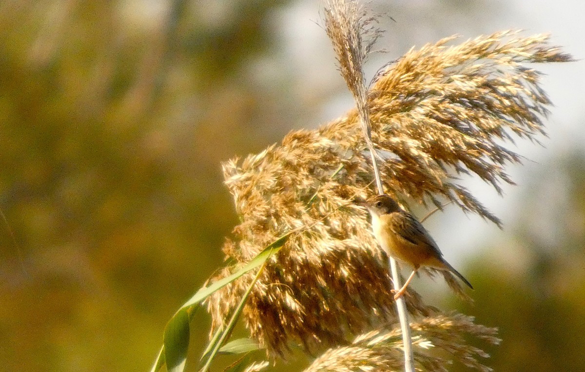 Zitting Cisticola - ML644450421